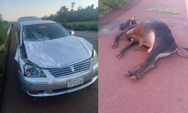 Toro provocó accidente