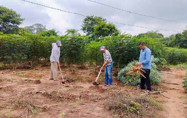 Reos planean cultivar 1.200 kilos de mandioca – Prensa 5