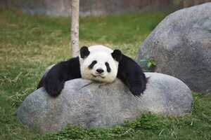 Expertos chinos viajarán a EEUU para investigar muerte inesperada de un panda - Ciencia - ABC Color