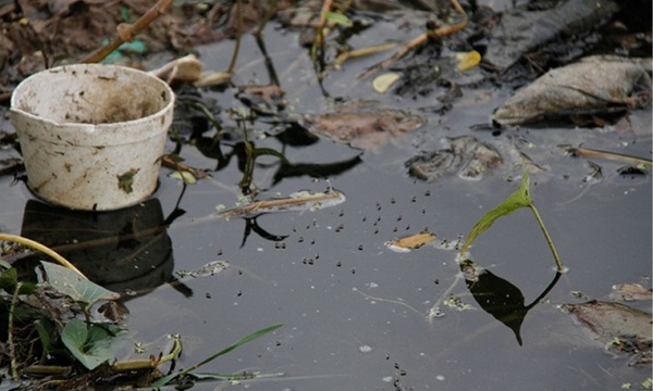 Salud reitera la importancia de eliminar criaderos de mosquitos - OviedoPress