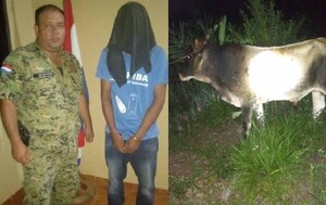 Recuperan buey robado y detienen al autor en San Joaquín – Prensa 5