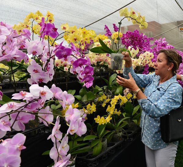 Llega la “Expo Orquídeas 2023″