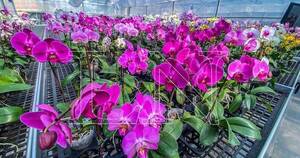 La Nación / Este martes inicia la feria de orquídeas por el Día de los Enamorados