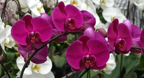 El MAG organiza feria de Orquídeas por el Día de los Enamorados
