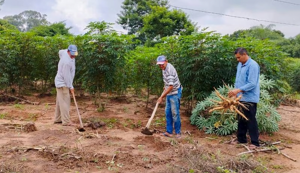 Tres reos de la Cárcel de Emboscada planean cultivar 1.200 kilos de mandioca - Noticiero Paraguay