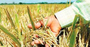 La Nación / Productores de arroz pronostican un año positivo