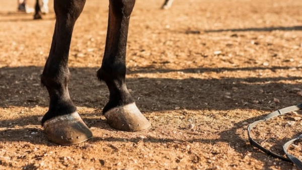 Se fue a una jineteada y el caballo le dio una patada en el pecho