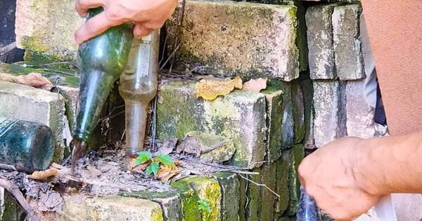 La Nación / Realizan rastrillaje de criaderos de aedes