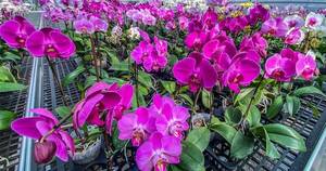 La Nación / Hoy inicia la feria de orquídeas por el Día de los Enamorados