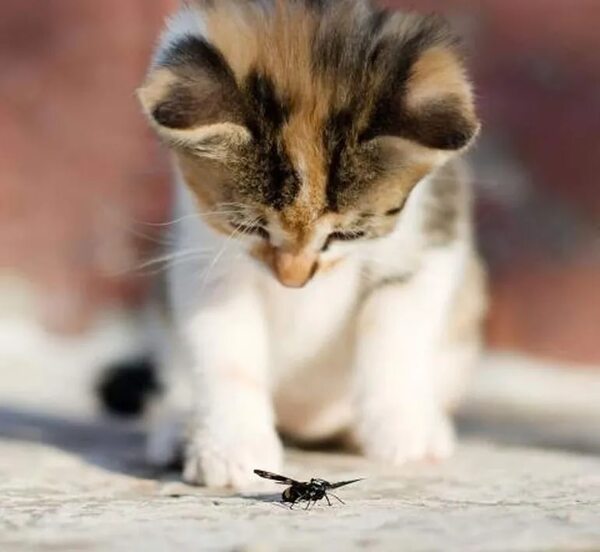 Animales que pueden ocasionar problemas en nuestras mascotas - Mascotas - ABC Color