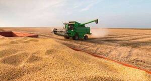 Argentina y Brasil desarrollan dos materiales nuevos de soja tolerantes a sequía