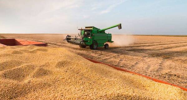 Argentina y Brasil desarrollan dos materiales nuevos de soja tolerantes a sequía