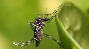 Chikunguña: preocupa dispersión de la enfermedad en carnavales del interior - Nacionales - ABC Color