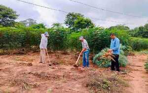 REOS PLANEAN CULTIVAR 1.200 KILOS DE MANDIOCA - La Voz del Norte