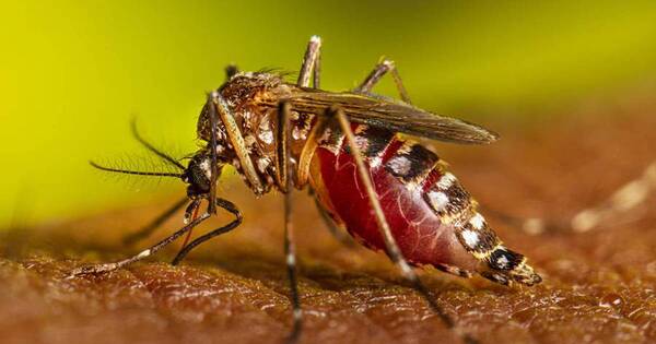 La Nación / Automedicación no es correcta en los niños con chikungunya, advierte médico