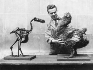 Inician proyecto para resucitar ave Dodo, extinta por acción humana