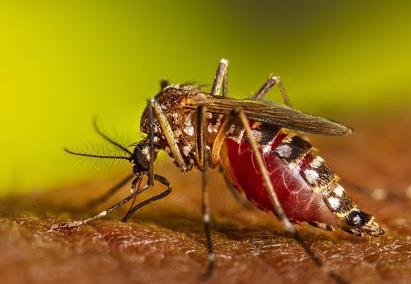 Automedicación no es correcta en los niños con chikungunya, advierte médico