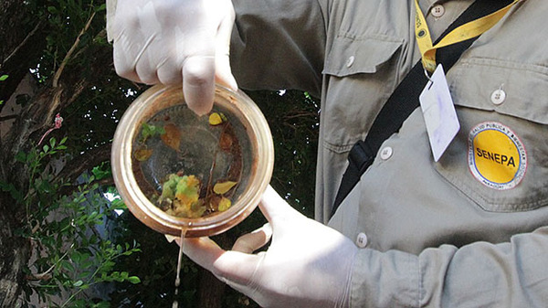 Fundación Tesãi insta a luchar todos juntos contra el dengue y la chikungunya | DIARIO PRIMERA PLANA