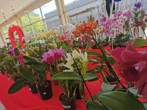 Habilitan Expoferia de Orquídeas para regalos por el Día de los Enamorados - Nacionales - ABC Color