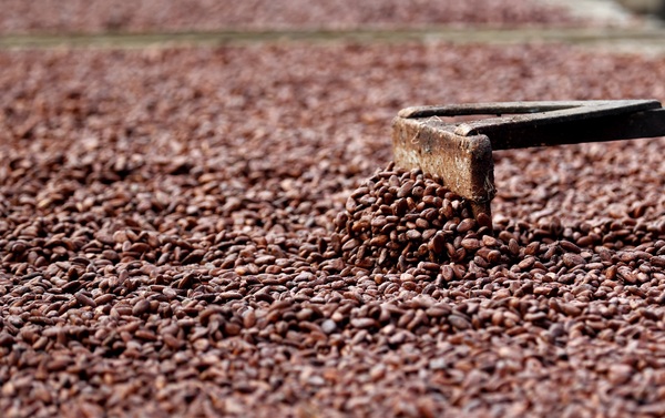La producción del cacao en Colombia se disminuyó un 10 % en 2022 - MarketData