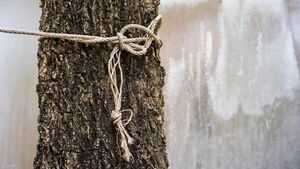 Acusó a su sorbino de 12 años de robarle y le ató a un árbol
