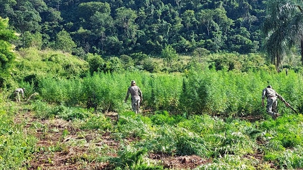 Desmantelan campamento narco y eliminan 3 toneladas de marihuana