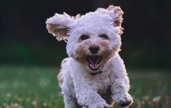 Este es el cachorrito más adorable y viral de TikTok, con más de 90 millones de vistas