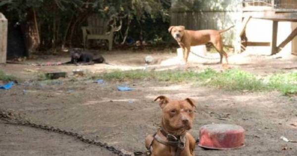 La Nación / Pescado y atacado por pitbulls