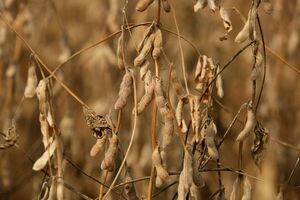 “Posición de venta será clave conforme al avance de la cosecha”, afirmó consultor agrícola