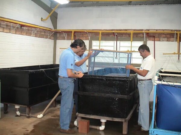 Convenio para desarrollar cría de camarón de agua dulce - Nacionales - ABC Color