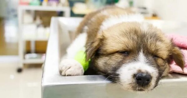 Mascotas: La parvovirosis puede ser letal - Mascotas - ABC Color