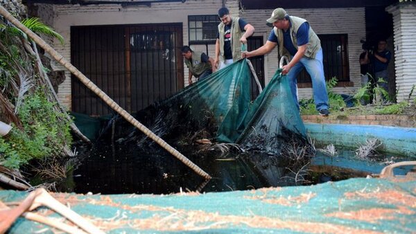 Advierten que multas para puercos pueden superar los G. 200 millones