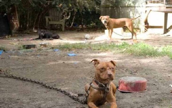 Delincuente ingresó a vivienda para robar y fue atacado por los perros en Capiatá – Prensa 5