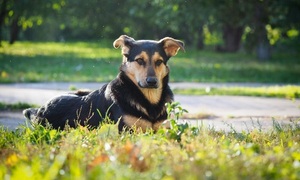 Las mascotas ante los mosquitos | Telefuturo