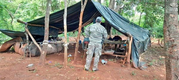 Senad desmantela campamento narco y elimina cultivos de marihuana en Amambay