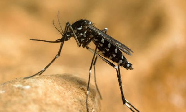 Detectan 8 casos de Chikungunya y 5 casos de Dengue en San José de los Arroyos - OviedoPress