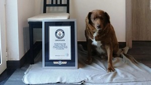 Bobi: El can que ostenta el récord Guinness como más viejo del mundo