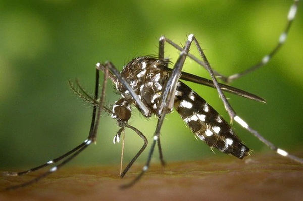 Reportan 14 fallecidos por chikungunya y 103 pacientes internados - La Clave