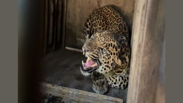 Diario HOY | Leopardo hiere al menos a cinco personas en un tribunal indio