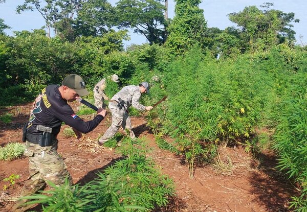 Diario HOY | Desmantelan campamento narco en Amambay