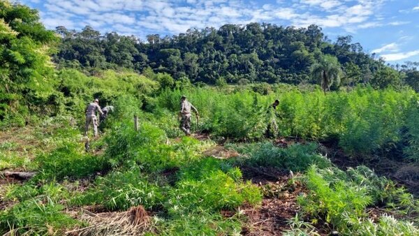 Senad desmantela campamento narco y elimina cultivos de marihuana en Bella Vista - Radio Imperio