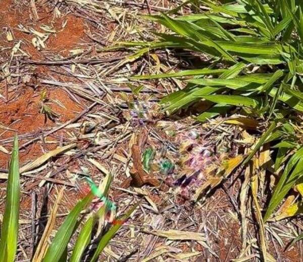 Encuentran clavos miguelito en el lugar del fatal accidente en Yasy Cañy.