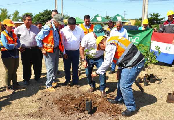 Pretenden arborizar zonas de obras de la Transchaco