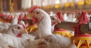 Perú reporta muerte de 55.000 aves por gripe aviar