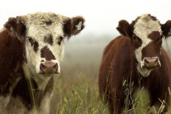 Argentina impulsa el Novillo Mercosur: referencia llegó a US$ 3,56 a la carne