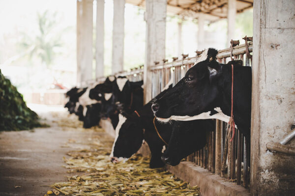 Hubo una mejora en el precio de los lácteos en Fonterra