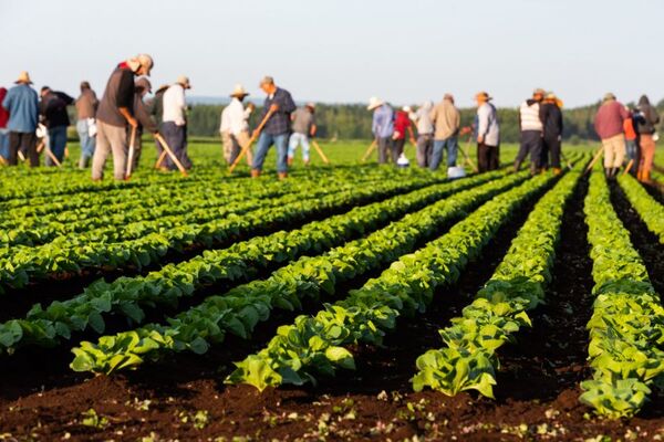 Desempleo rural: El mercado laboral también se vio afectado por los shocks del sector primario en el 2022 - MarketData