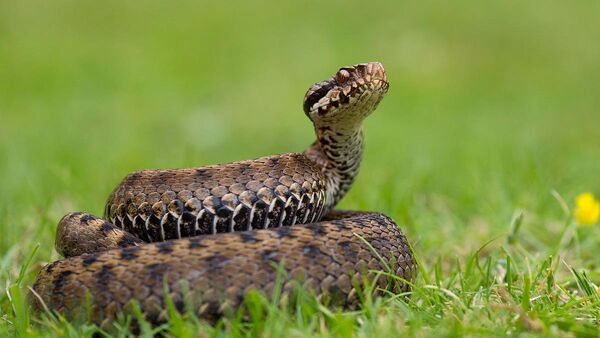 Menor de 12 años fue mordida por una serpiente en Romero Cue - Radio Imperio