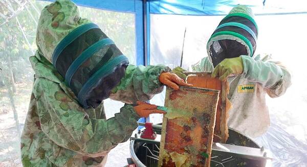 Apicultores de Ayolas inician cosecha anual con muy buenos resultados