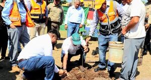 Realizan nuevas plantaciones de árboles en torno a obras de la Transchaco